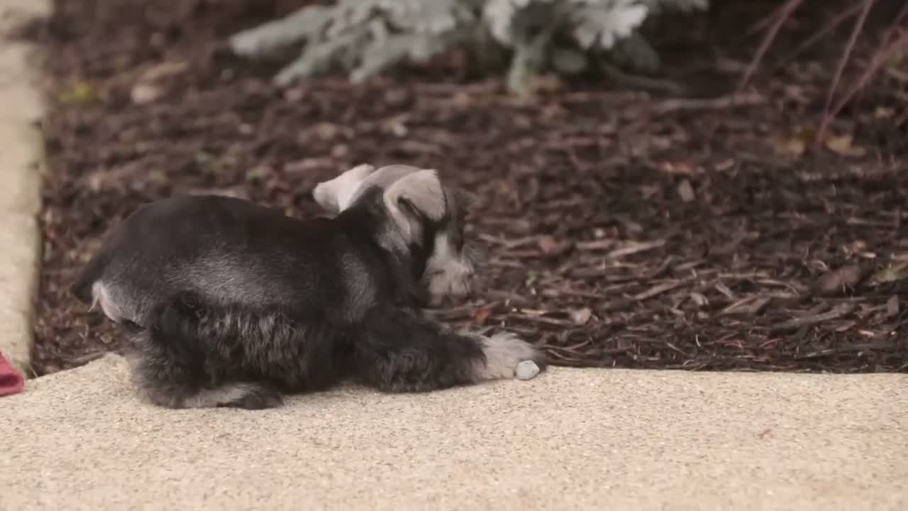 Miniature Schnauzer dogs for sale: Georgia Miniature Schnauzer - Video 2