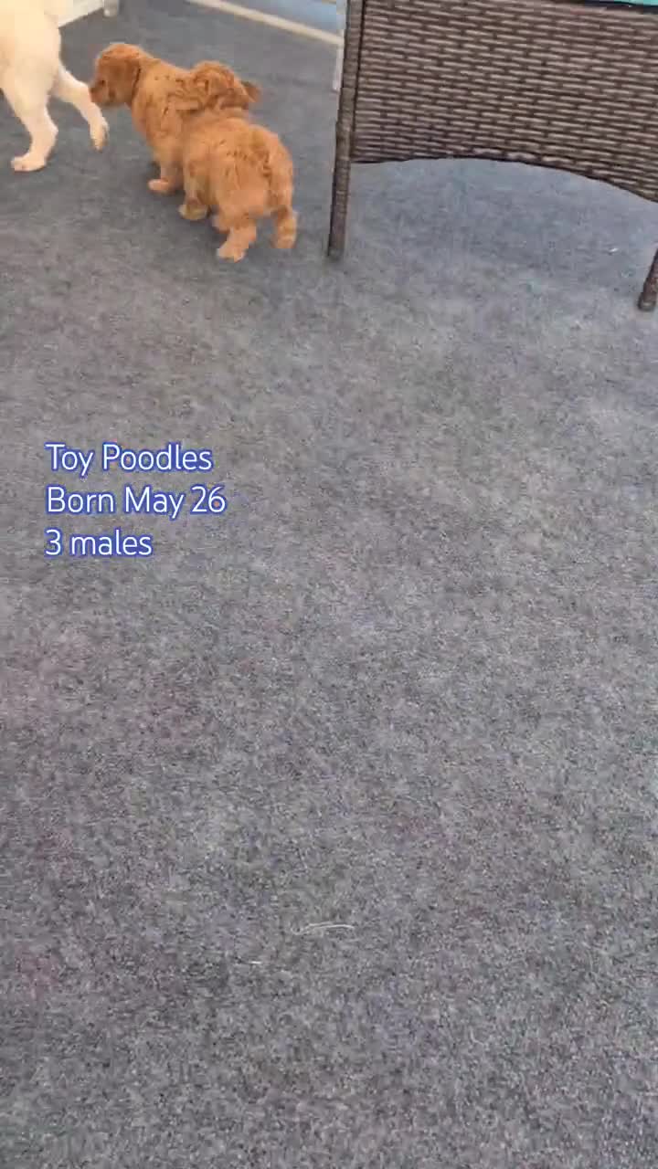 Toy Poodle dogs for sale: Tommy - Video 3