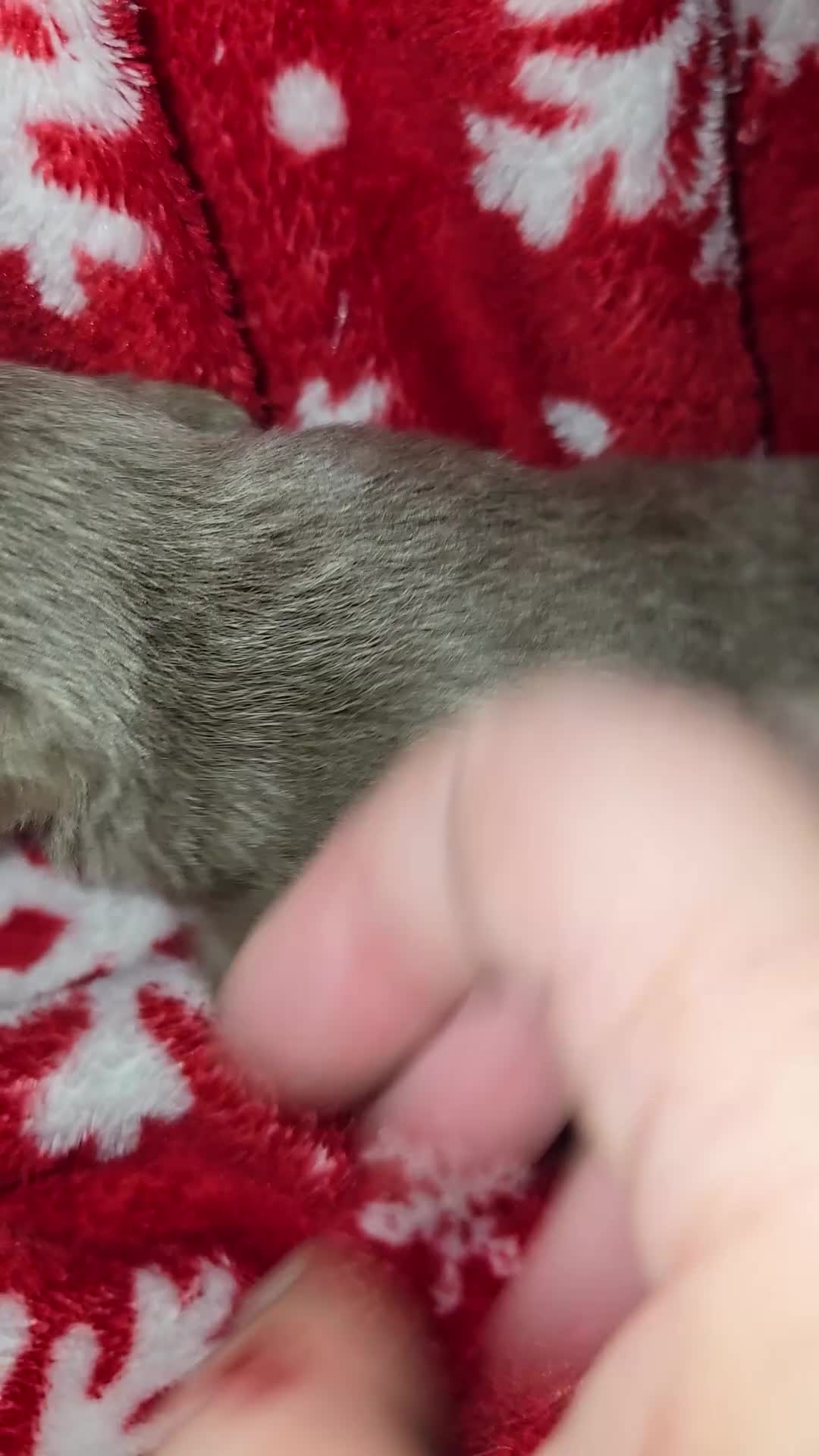 Chihuahua dogs for sale: Long Hair Blue boy - Video 1