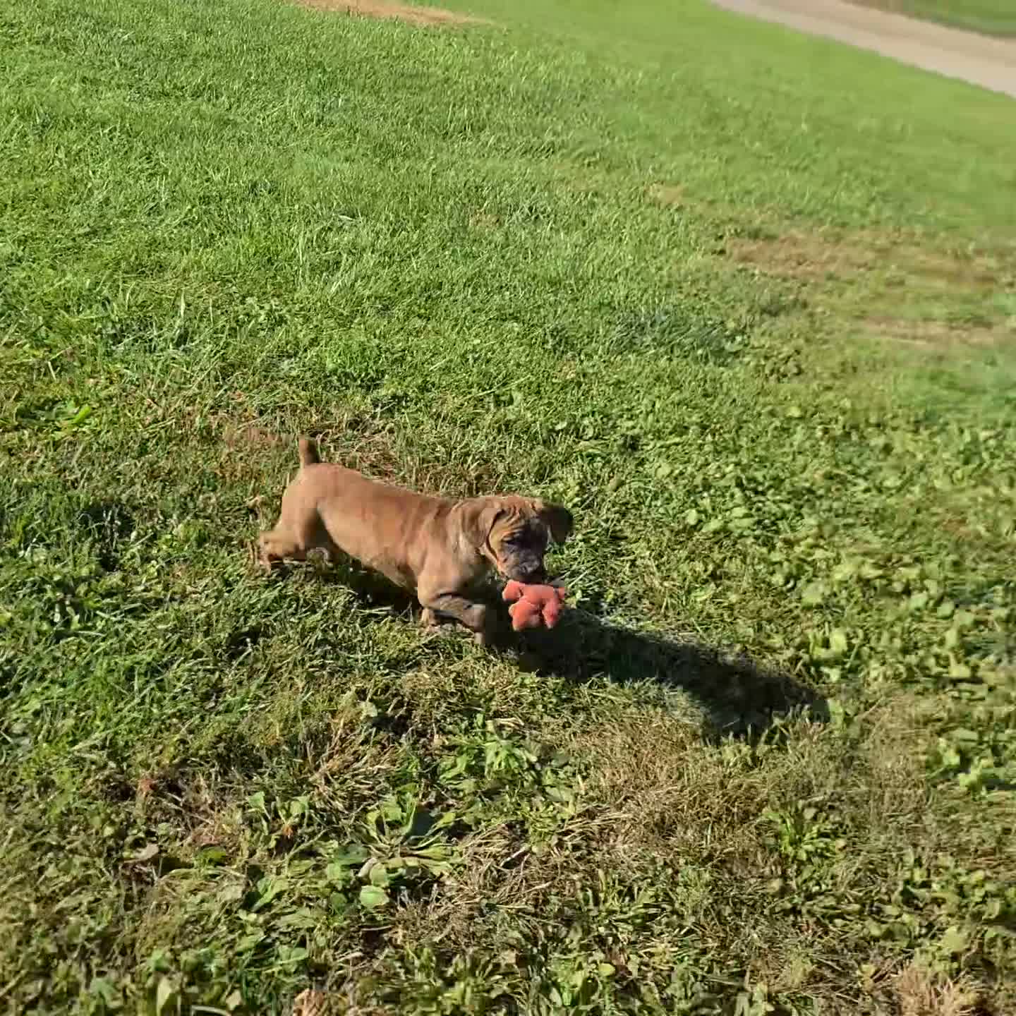 Boxer dogs for sale: Rascal Boxer mix - Video 3