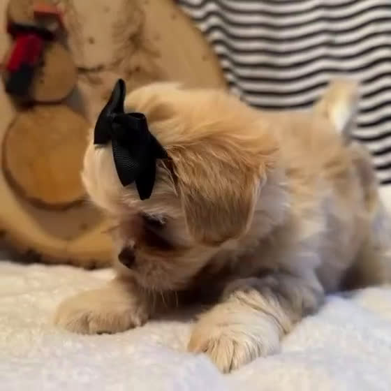 Shih Tzu dogs for sale: Robin - Video 2