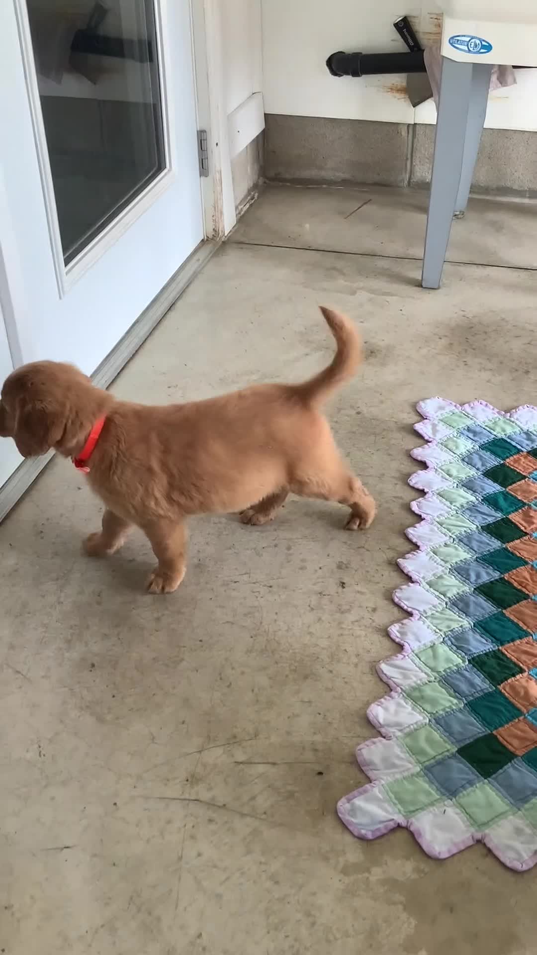 Golden Retriever dogs for sale: Golden Retriever 3 Sherry  - Video 1