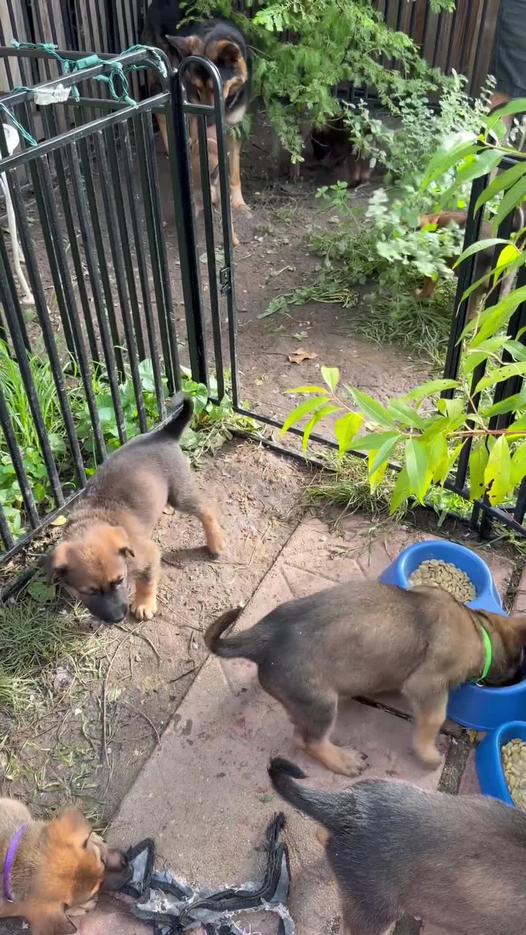 Mixed Breed dogs for sale: Mocha - Video 3