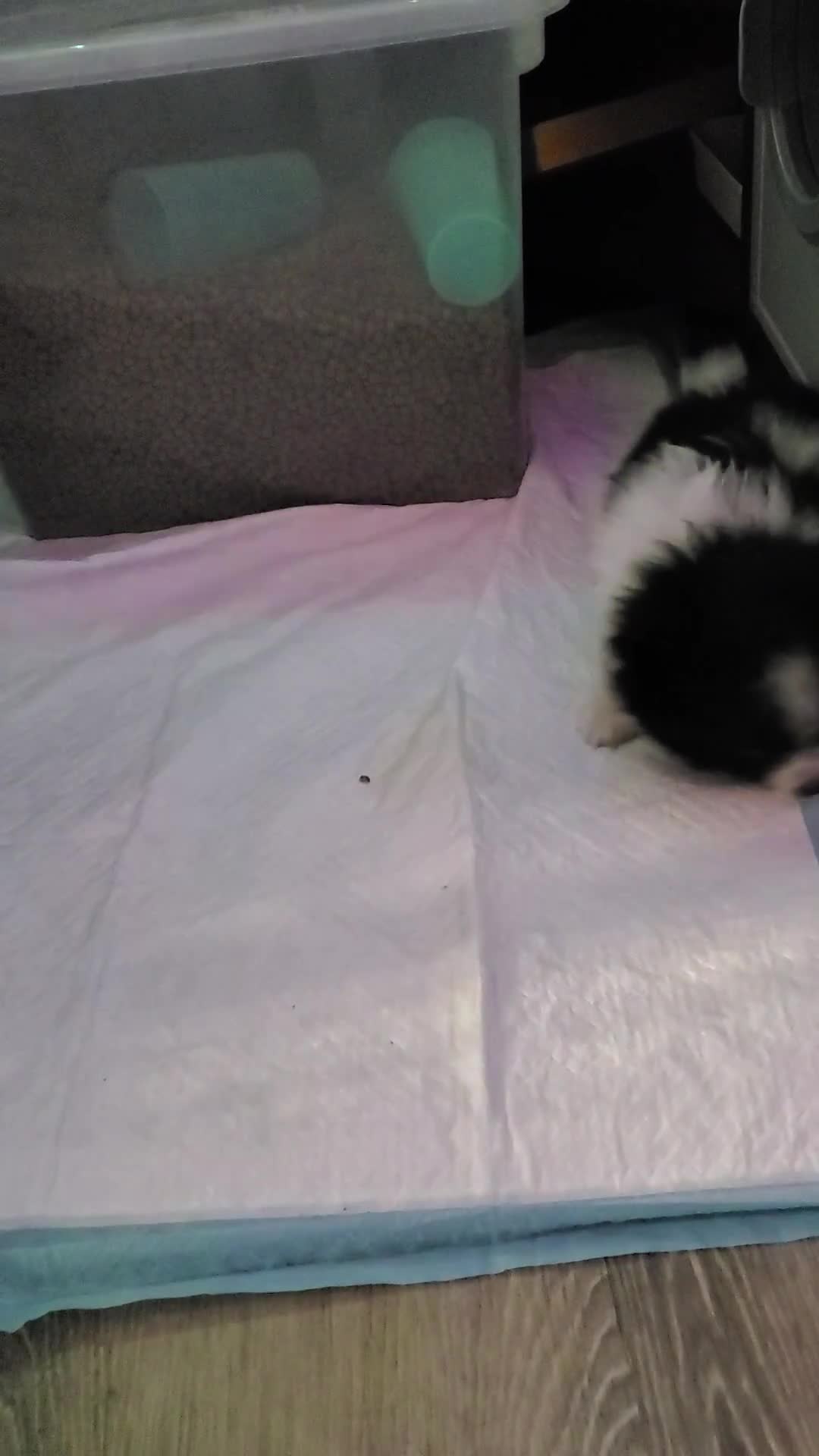 Pomeranian dogs for sale: Lucky - Video 1