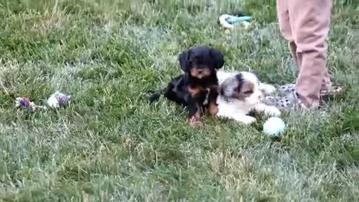 Cavapoo dogs for sale: Sadie - Video 3