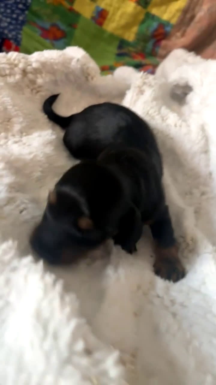Miniature Dachshund dogs for sale: Miniature Dachshund Puppy 2 - Video 1