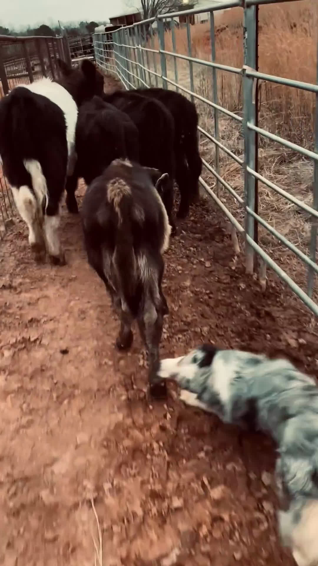 Australian Shepherd dogs for sale: Australian Shepherd Puppy 8 - Video 1