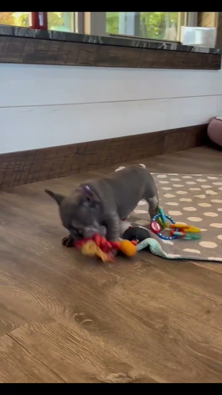 French Bulldog dogs for sale: Zandra - Video 1