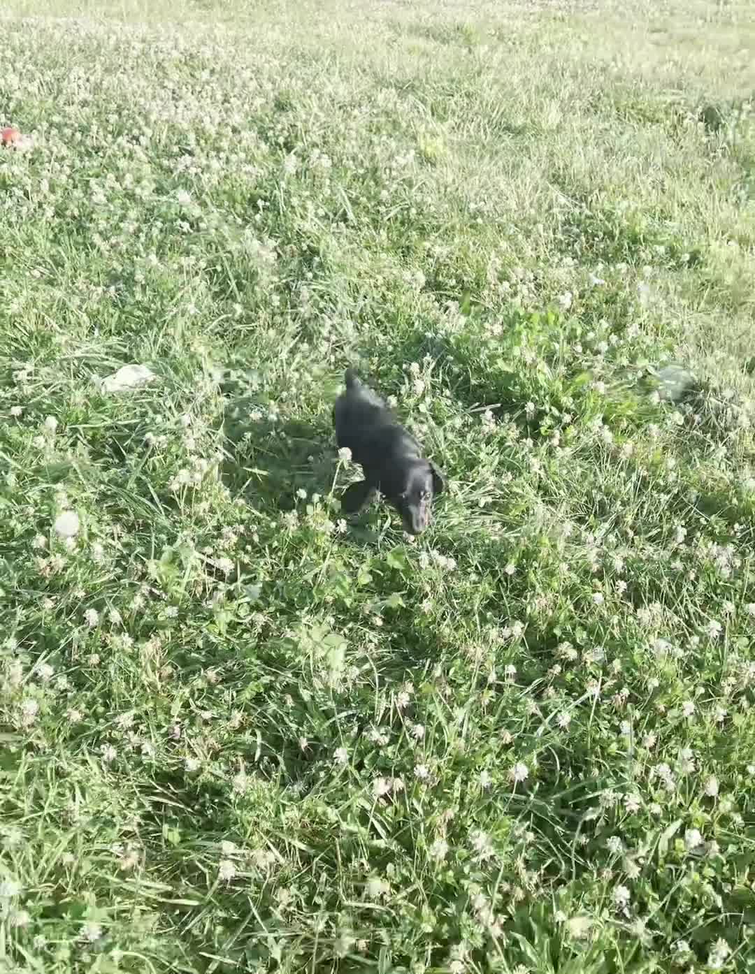 Miniature Dachshund dogs for sale: fifi - Video 1