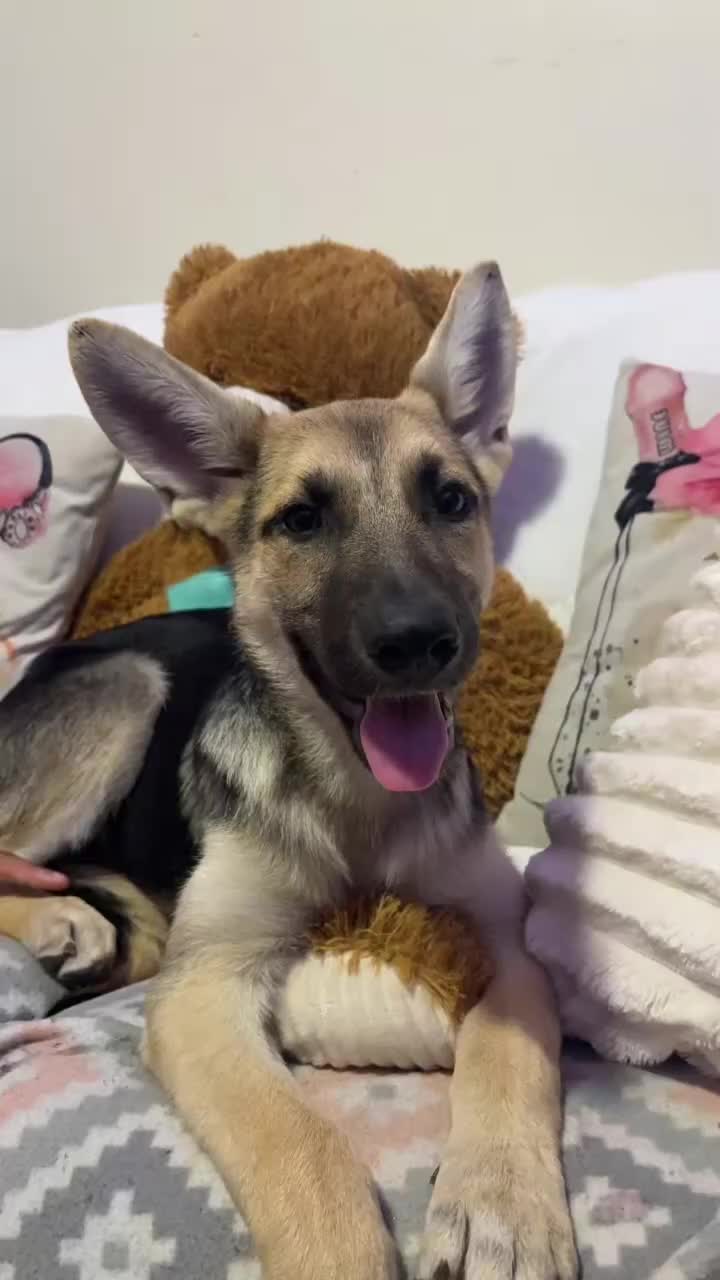German Shepherd dogs for sale: Bonnie  - Video 3