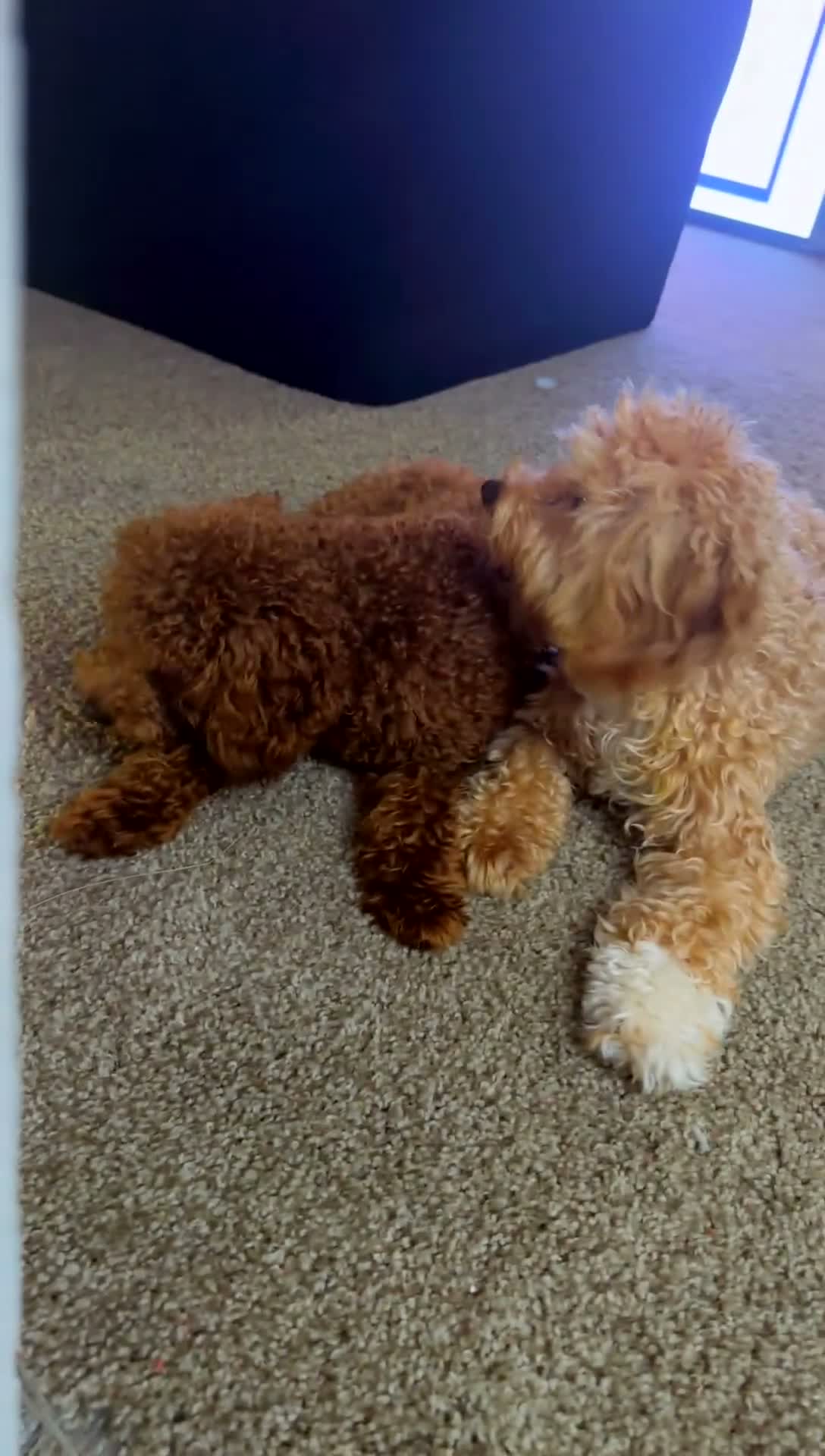 Miniature Poodle dogs for sale: Miniature Poodle - Video 4