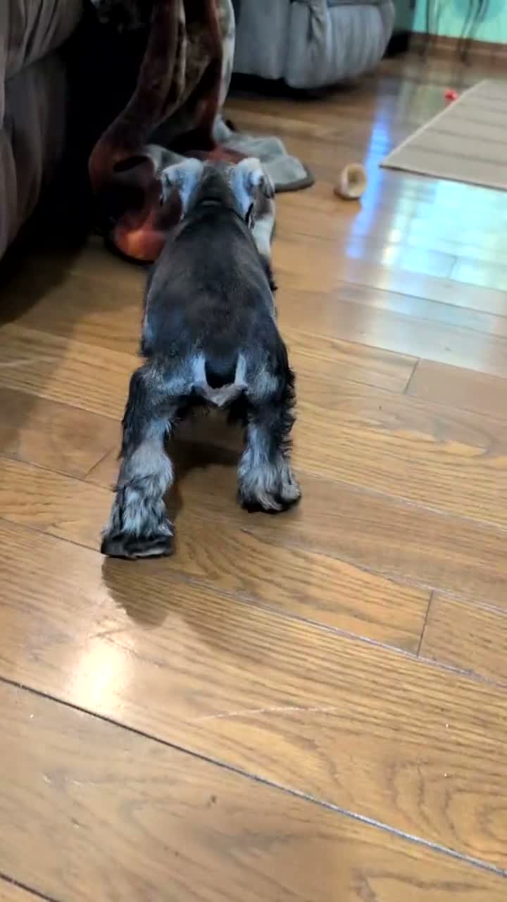 Miniature Schnauzer dogs for sale: Zoey - Video 1