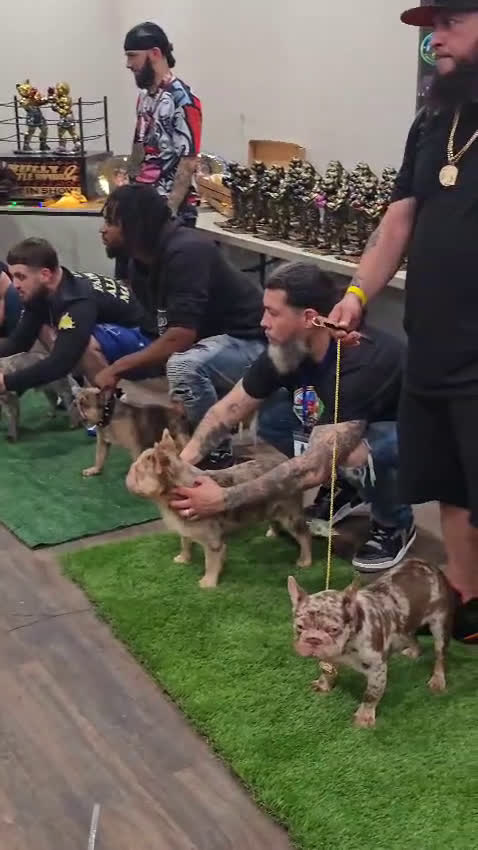 French Bulldog dogs for stud: Bankroll  - Video 1