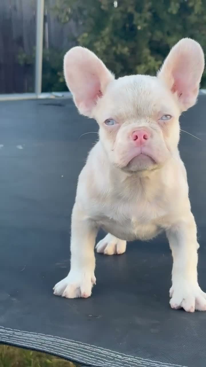French Bulldog dogs for sale: Cheeto - Video 2