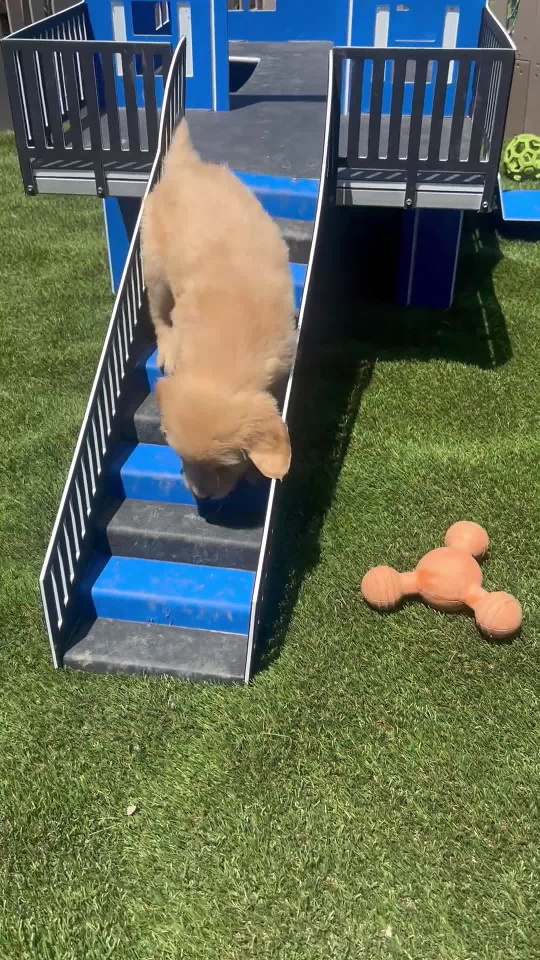 Golden Retriever dogs for sale:  Penn - Video 1