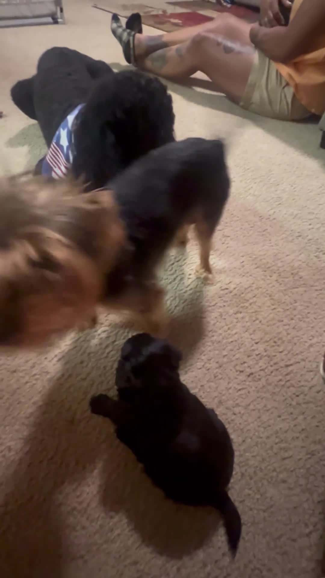 Yorkiepoo dogs for sale: Pepper - Video 1