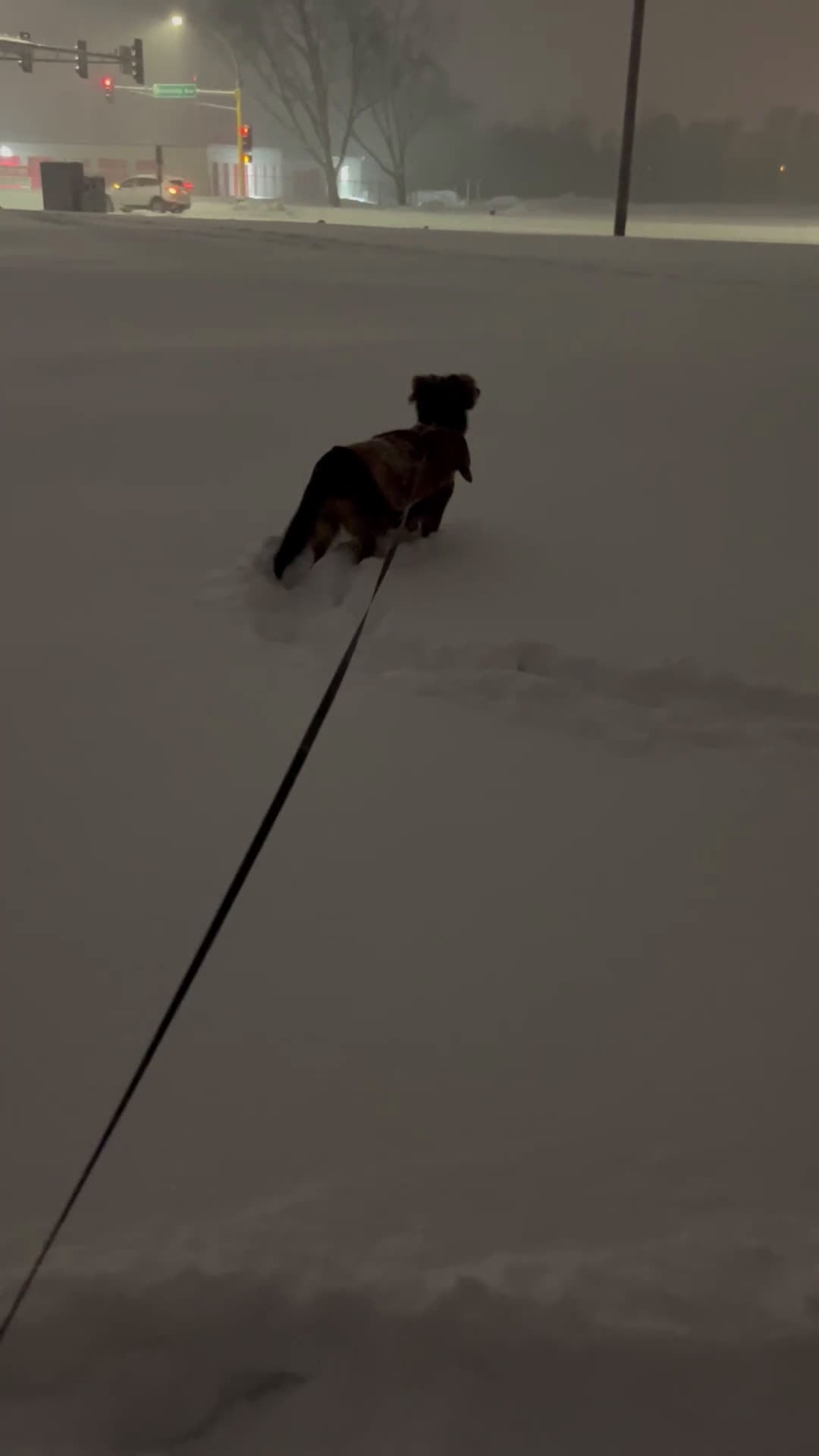 Mixed Breed dogs for sale: Mixed Breed Puppy 3 - Video 1