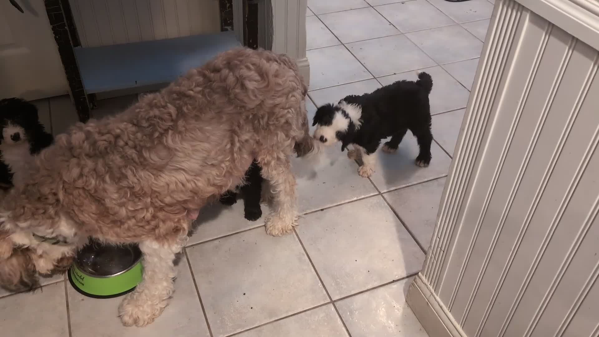 Sheepadoodle dogs for sale: Sheepadoodle Puppy 1 - Video 3