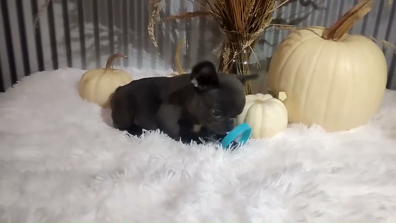 French Bulldog dogs for sale: Sasha - Video 1