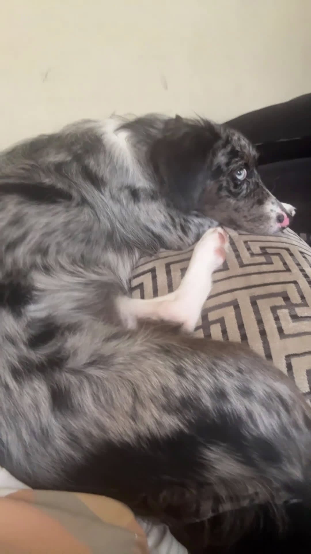 Mixed Breed dogs for sale: Oakley - Video 2