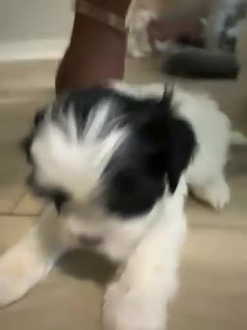 Malshi dogs for sale: Jake Big Boy - Video 1