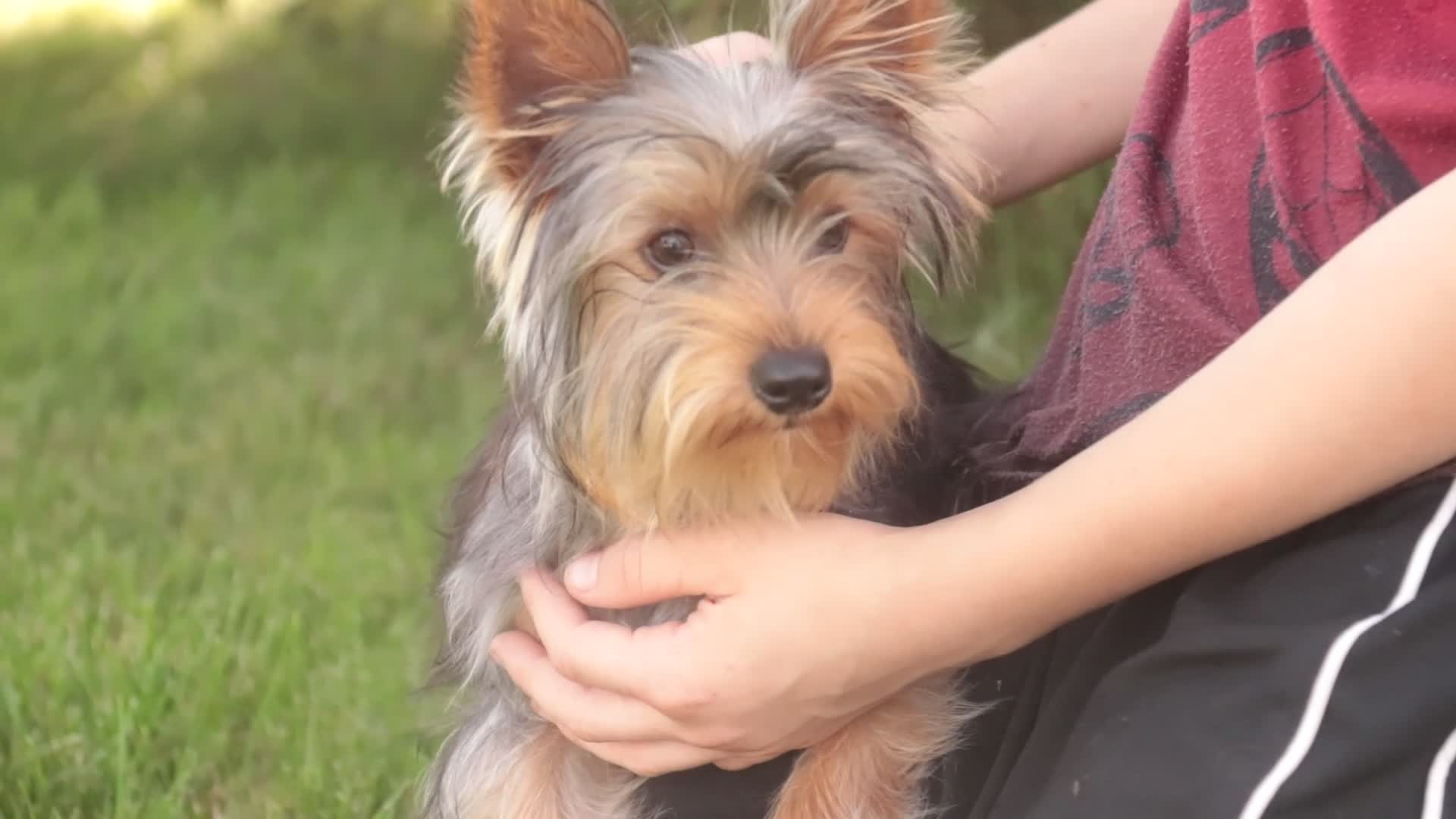 Yorkshire Terrier dogs for sale: Junior - Video 1