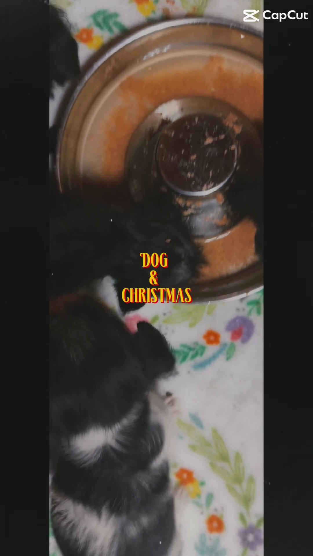 Shihpoo dogs for sale: Shihpoo Puppy 8 - Video 1