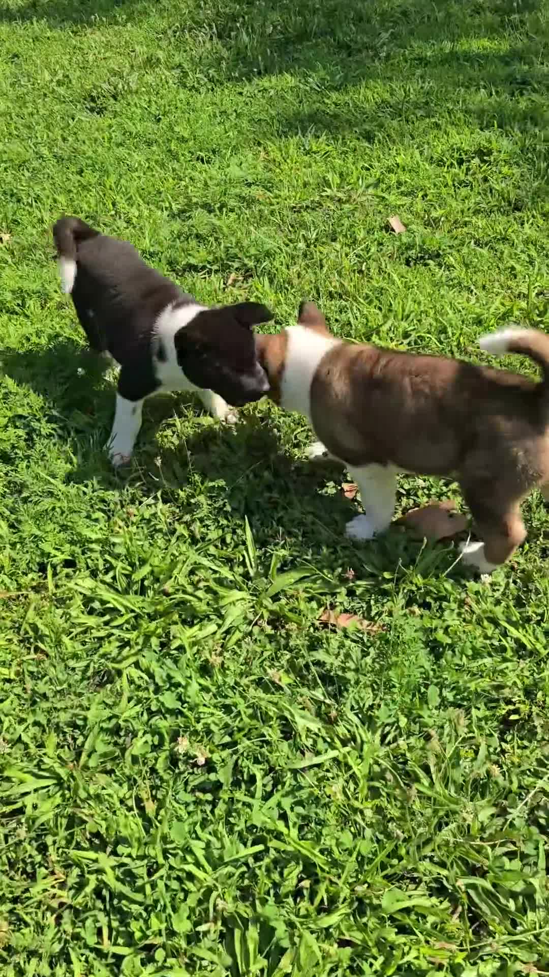 Akita dogs for sale: Leo  - Video 1