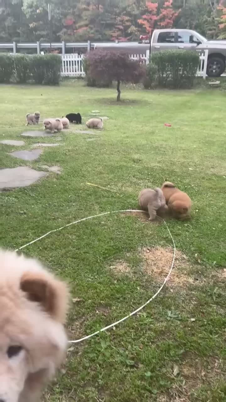 Mixed Breed dogs for sale: Pepper - Video 1