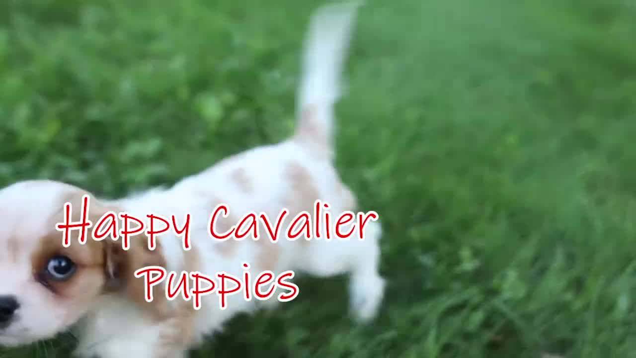 Cavalier King Charles Spaniel dogs for sale:  Nova🎀 - Video 1