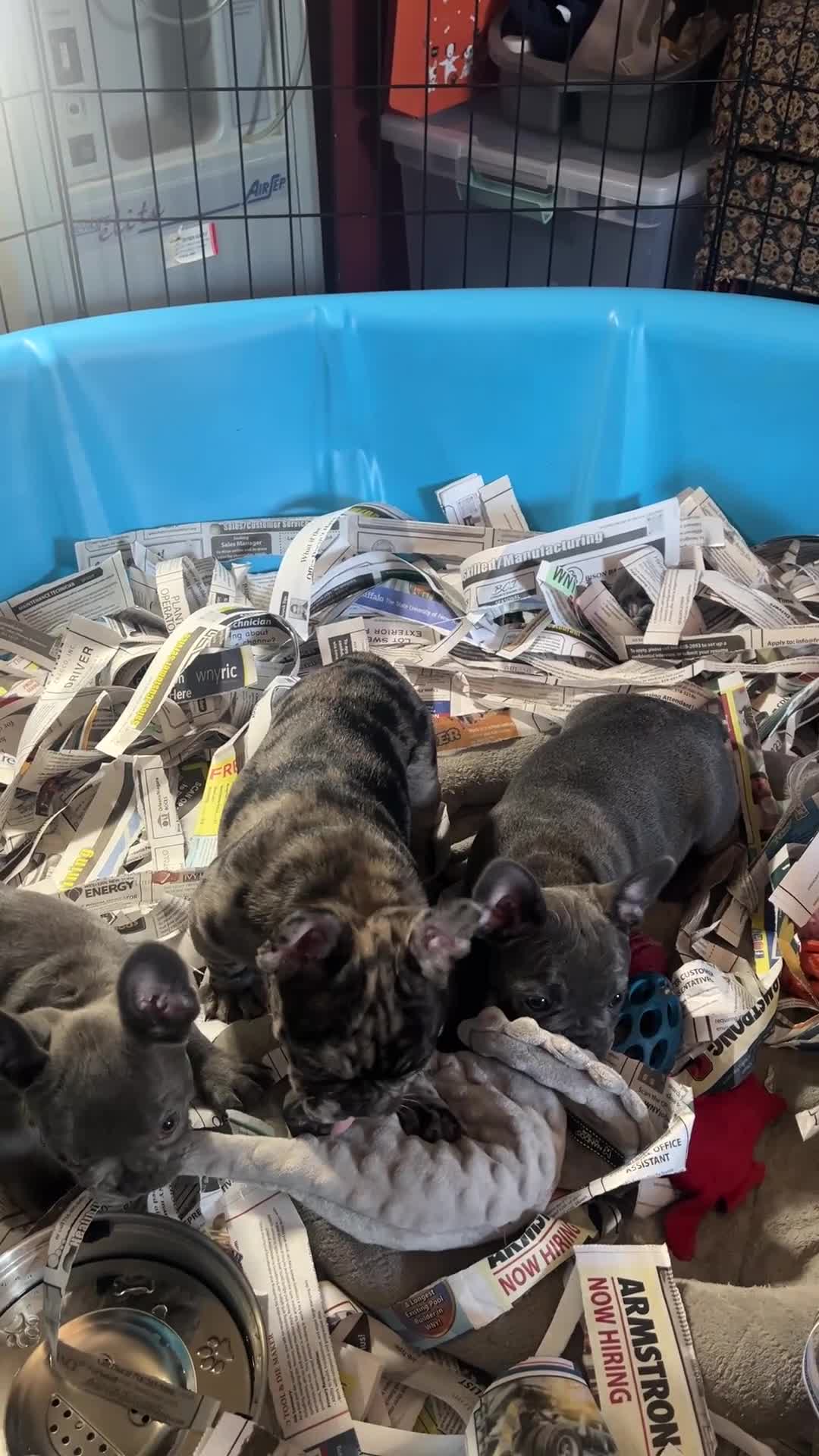 French Bulldog dogs for sale: French Bulldog Macho - Video 3