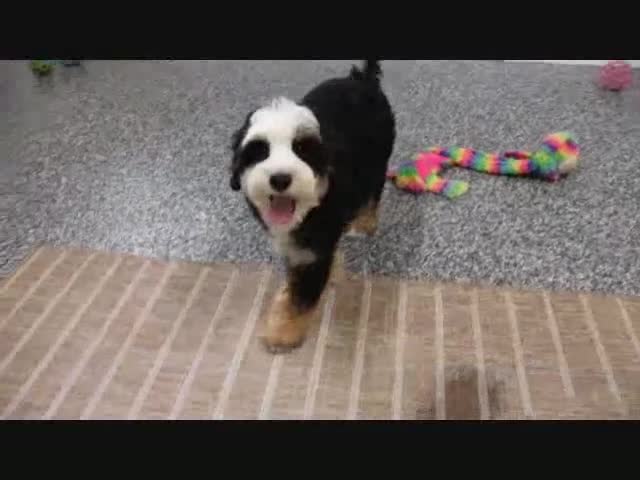 Mini Bernedoodle dogs for sale: Leo - Video 1