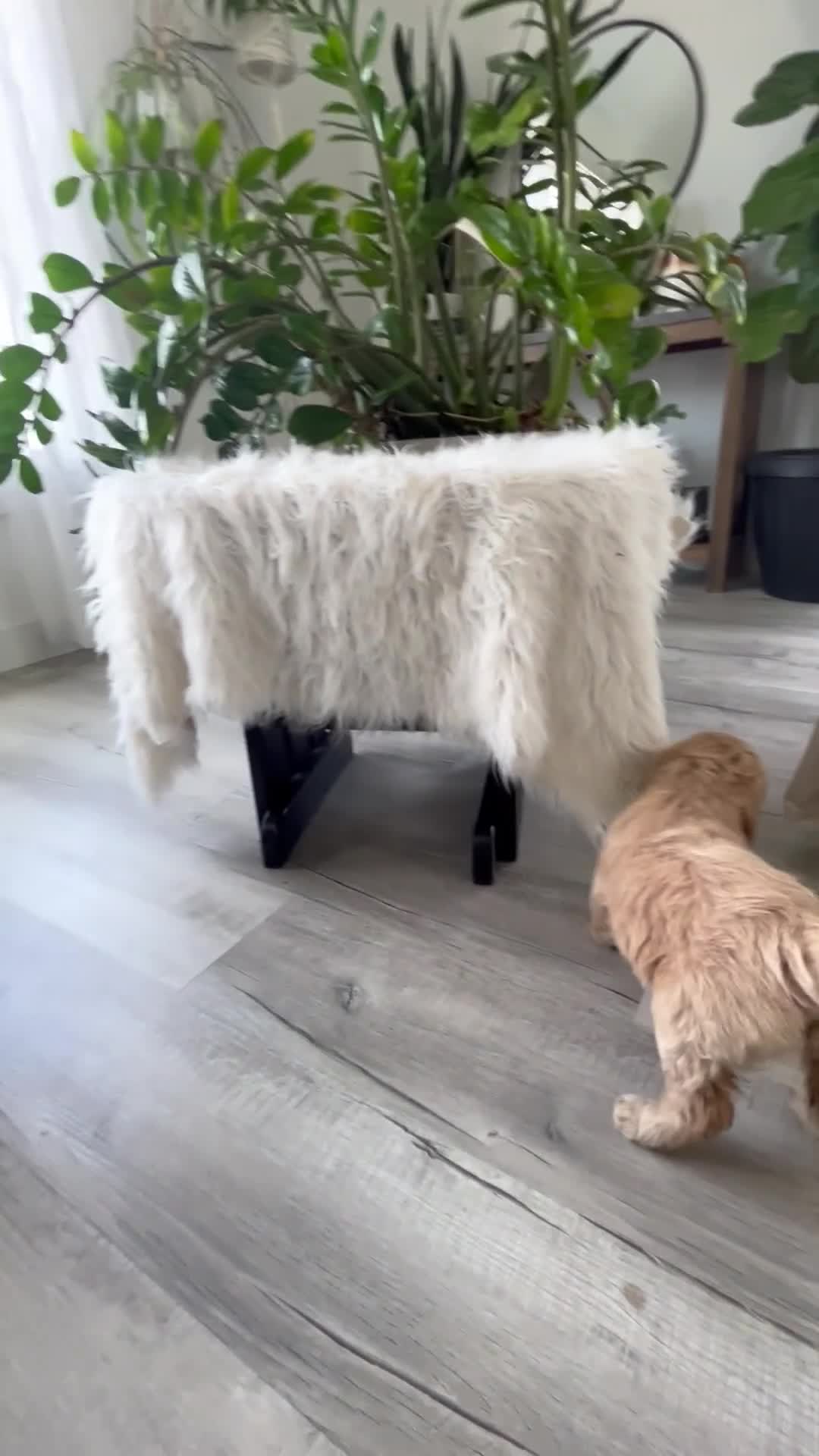 Mini Goldendoodle dogs for sale: Anita  - Video 1