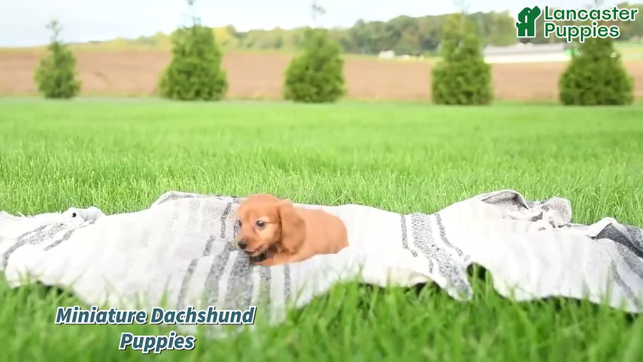Cocker Spaniel dogs for sale: Crouton - Video 1