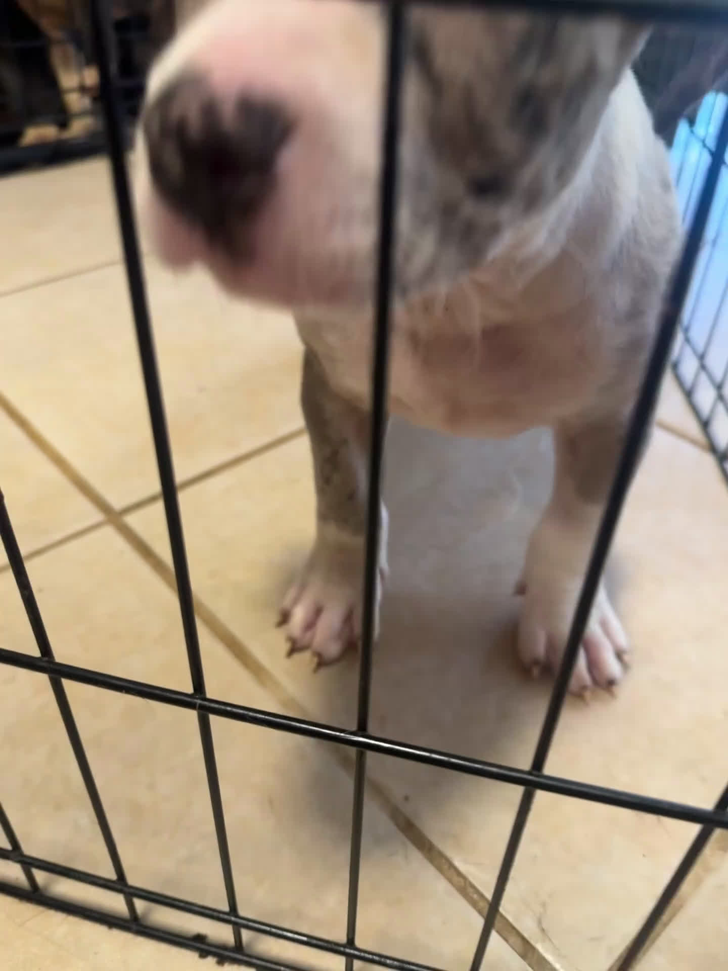 American Bully dogs for sale: American Bully Puppy 3 - Video 1