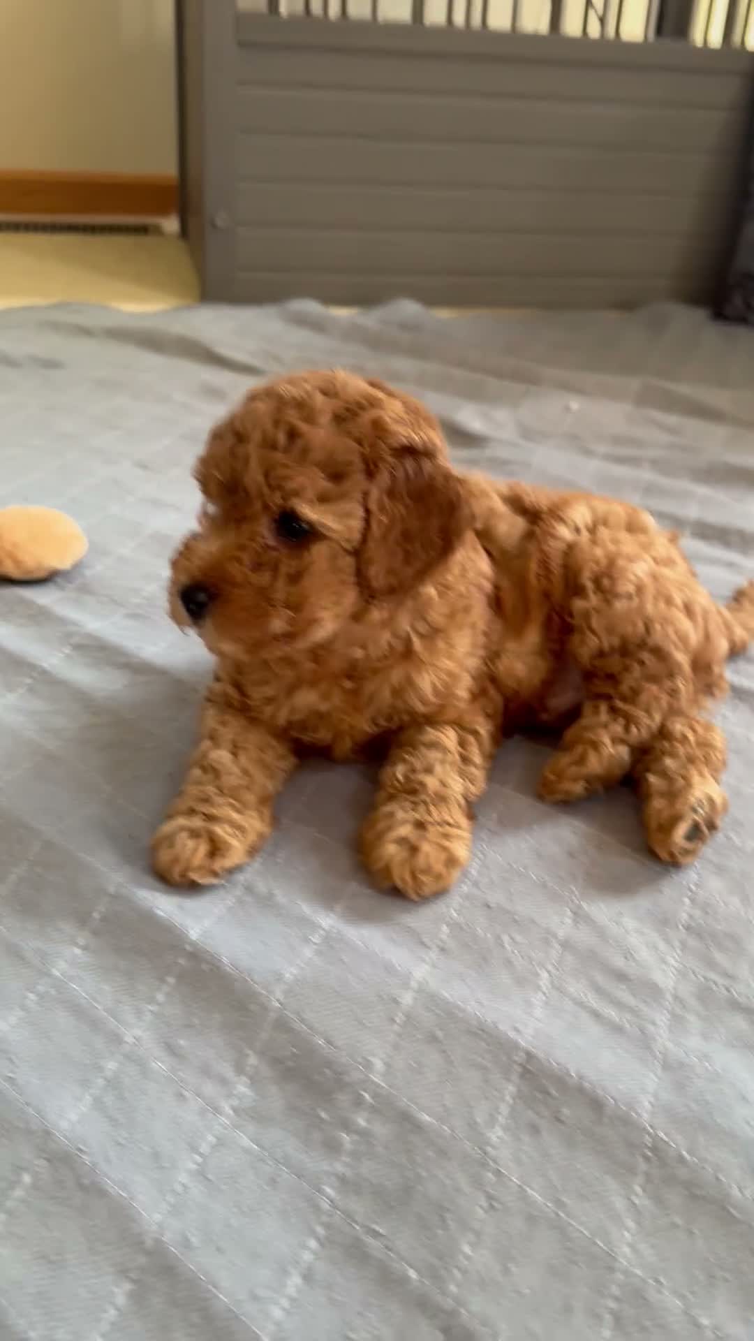 Mini Goldendoodle dogs for sale: Remi - Video 1