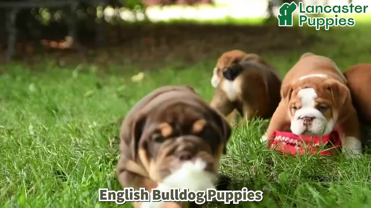 English Bulldog dogs for sale: Ty  - Video 1