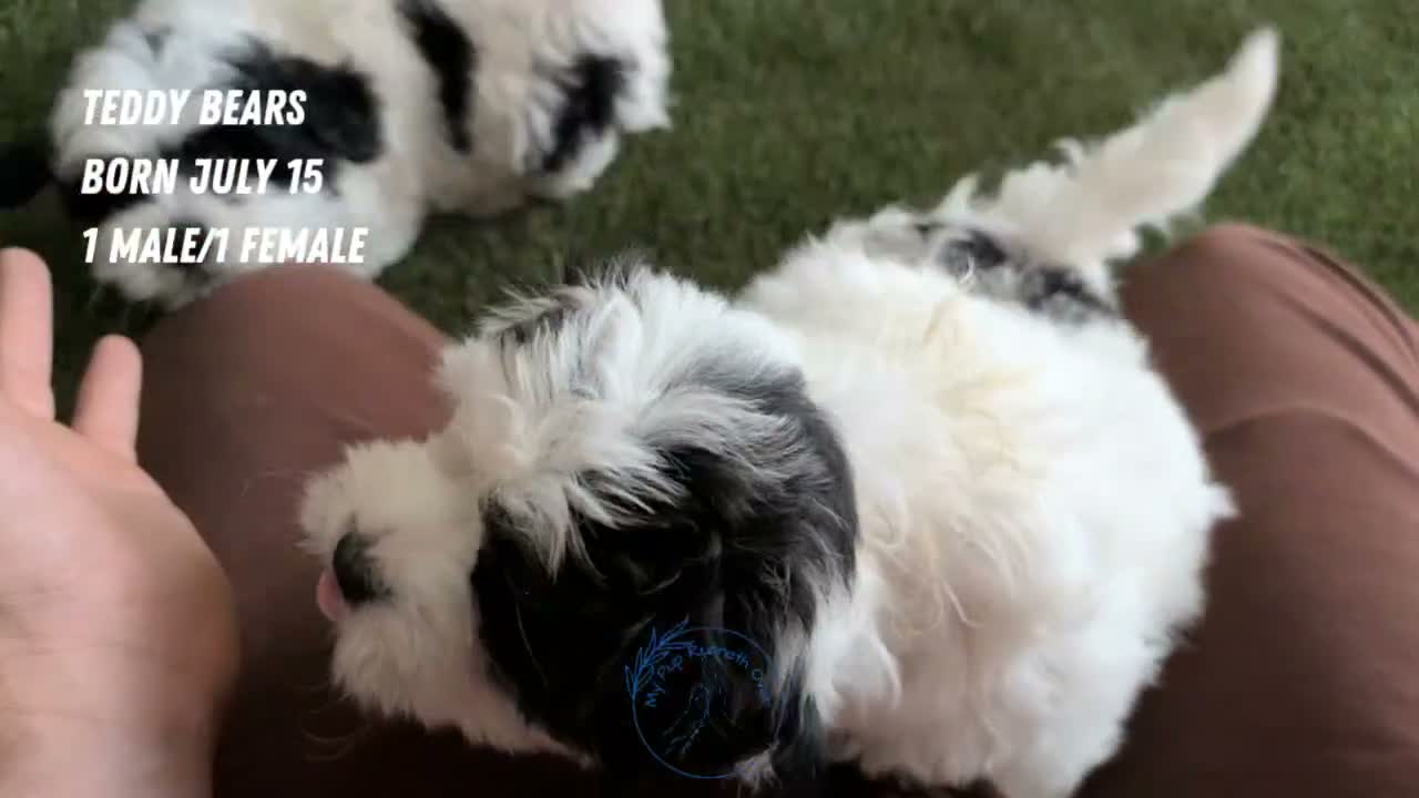 Teddy Bear dogs for sale: Gemma - Video 3