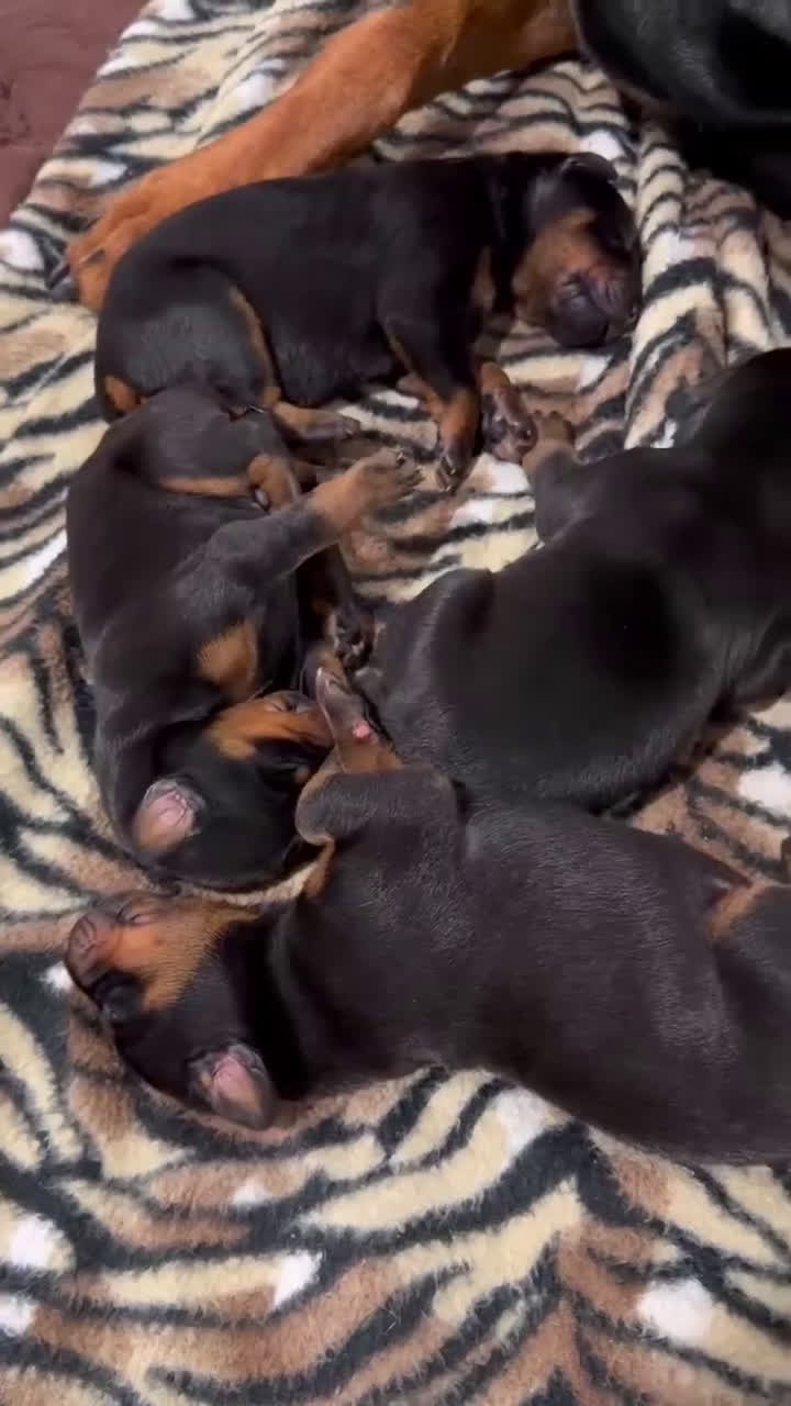 Doberman Pinscher dogs for sale: Doberman Pinscher Female 6 - Video 1