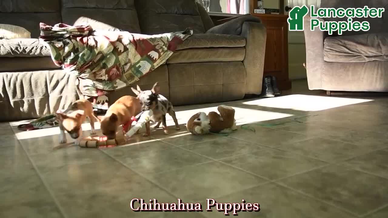 Chihuahua dogs for sale: Rusty - Video 1
