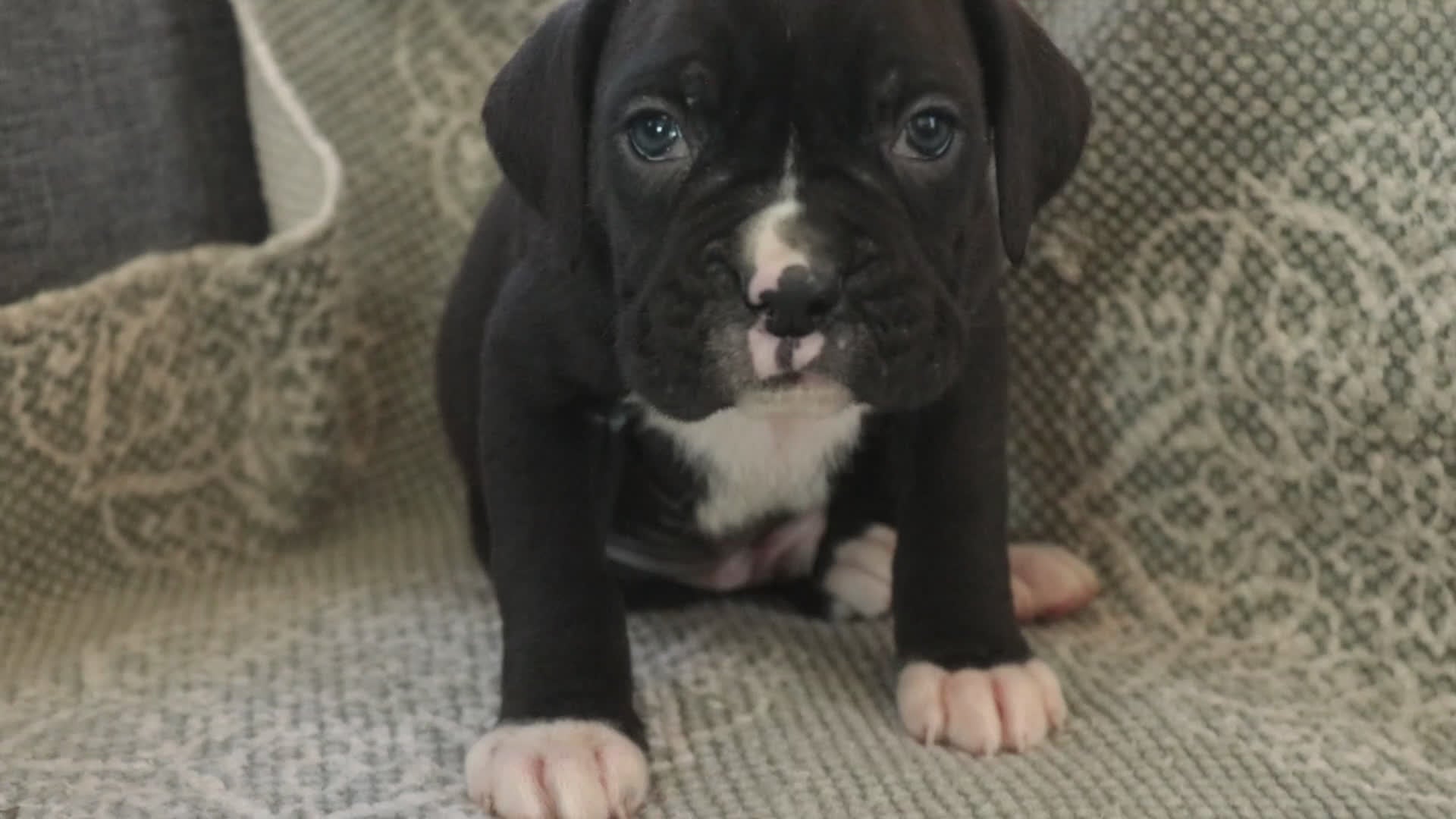 Boxer dogs for sale: Wayne - Video 1