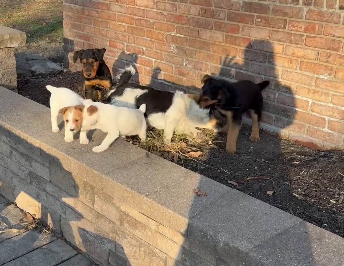 Jack Russell Terrier dogs for sale: Taylor Puppy 1 - Video 2