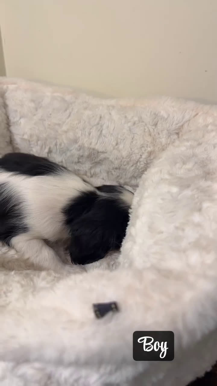 Cavalier King Charles Spaniel dogs for sale: Jellybean  - Video 1