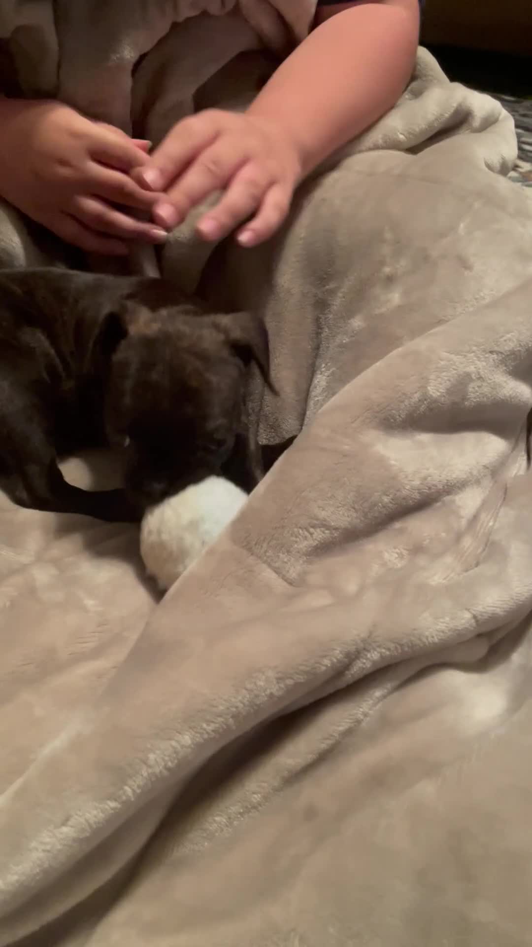 Mixed Breed dogs for sale: Sunny - Video 2