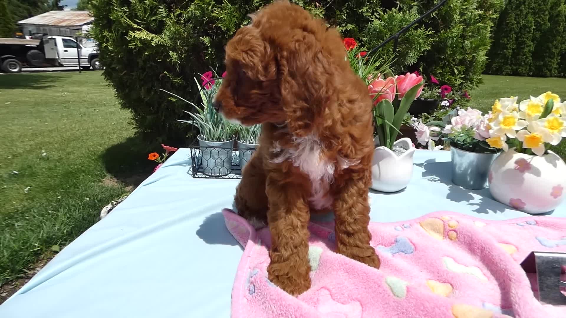 Mini Goldendoodle dogs for sale: Mini Goldendoodle 5 Cookie - Video 1