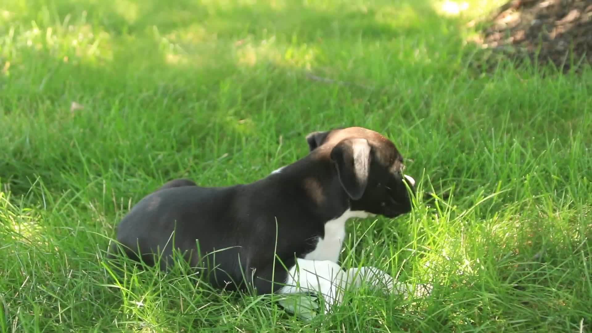 Boxer dogs for sale: Leo - Video 1