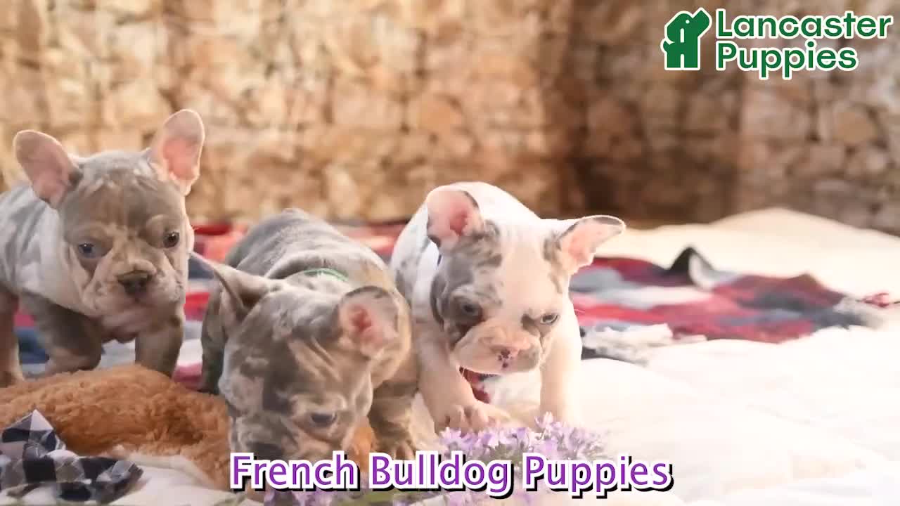 French Bulldog dogs for sale: Sky - Video 1