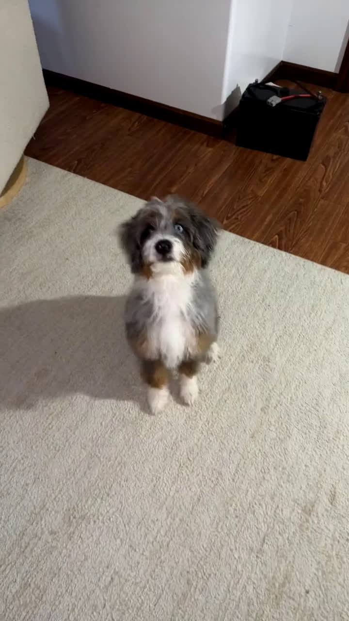 Mini Bernedoodle dogs for sale: Majorie - Video 2