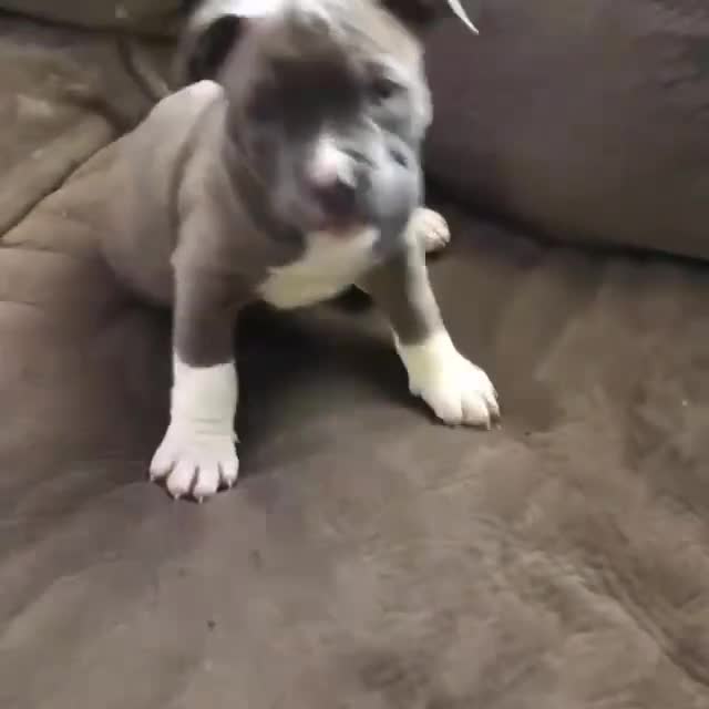 American Pit Bull Terrier dogs for sale: Rocky - Video 1