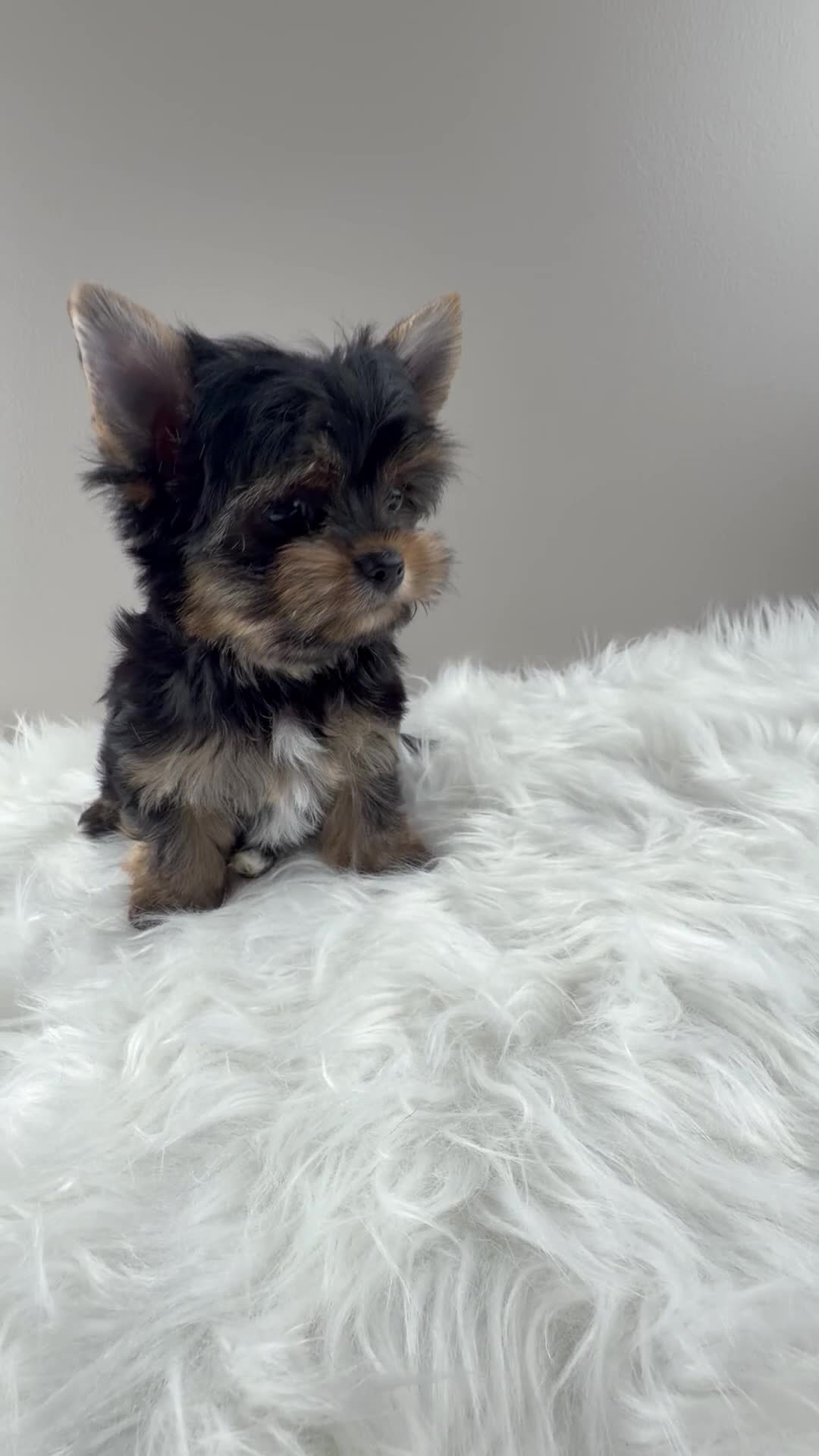 Yorkshire Terrier dogs for sale: Mo - Video 2